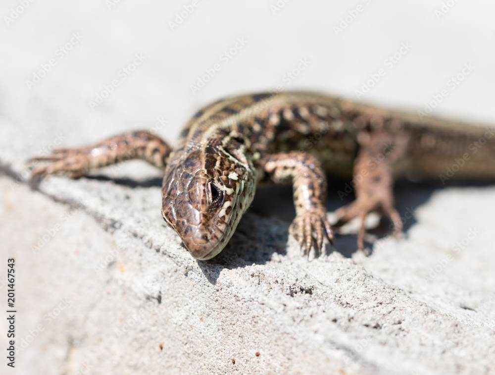 lizard on the wall