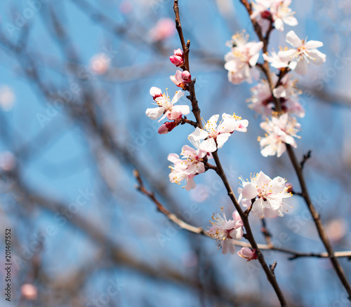 flowers on a branch of apricot