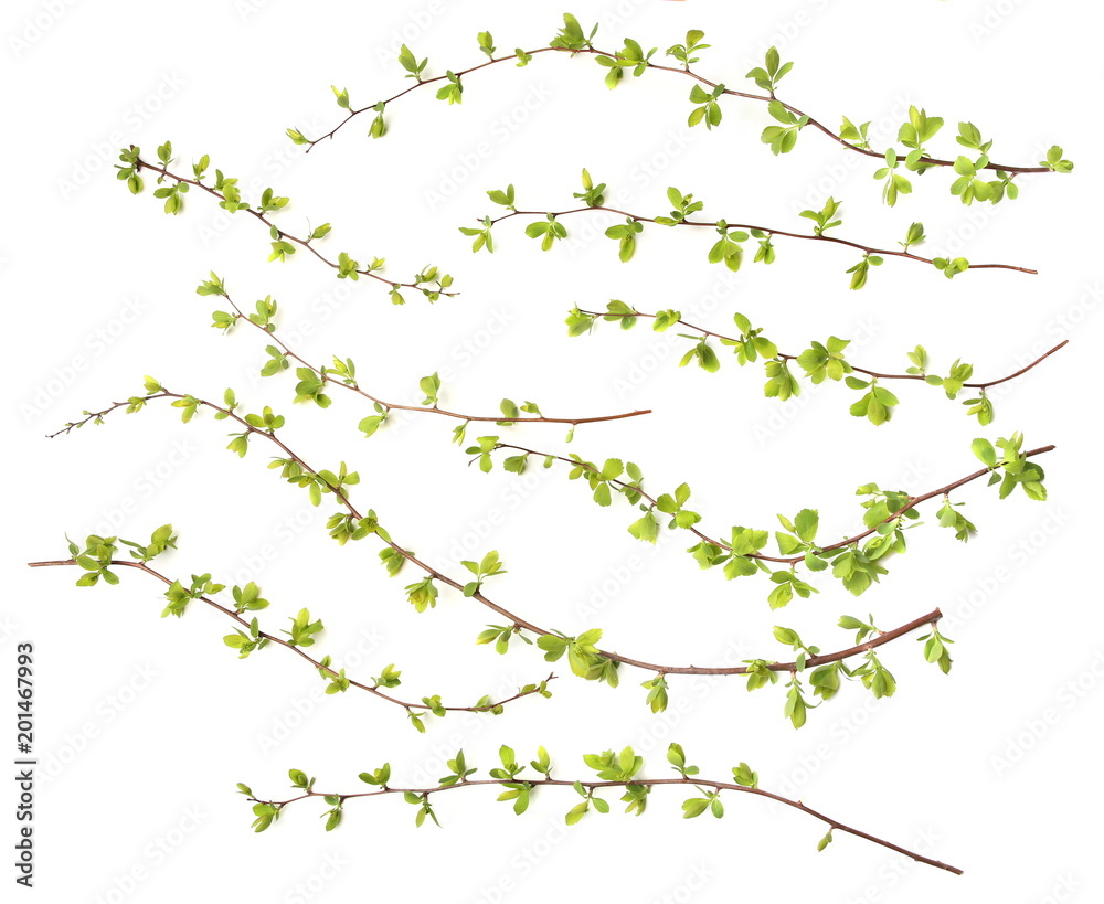 Green tree branches isolated on white background. Spring branches with young leaves.