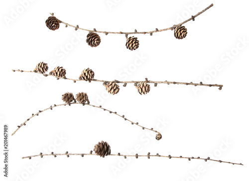 Dry larch tree twigs with cones isolated on white background. Set of larch branches with cones.