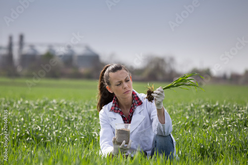 Agronomist woman checking wheat growth in field