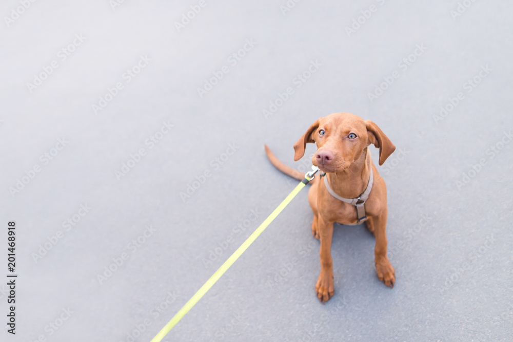 Beautiful brown puppy on a leash against the background of asphalt. Magyar Vizsla breed Beautiful brown puppy on a leash against the background of asphalt. Magyar Vizsla breed