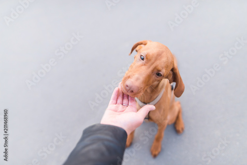 A beautiful dog eats food from the hands of a man on the background of urban asphalt photo