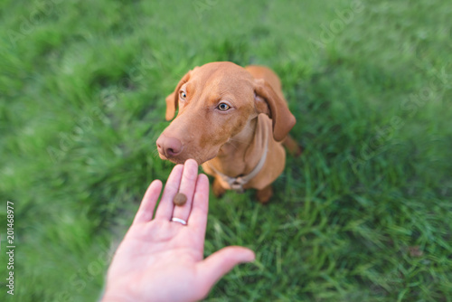 Hand with food and a beautiful brown dog on the background of green grass. Help animals.