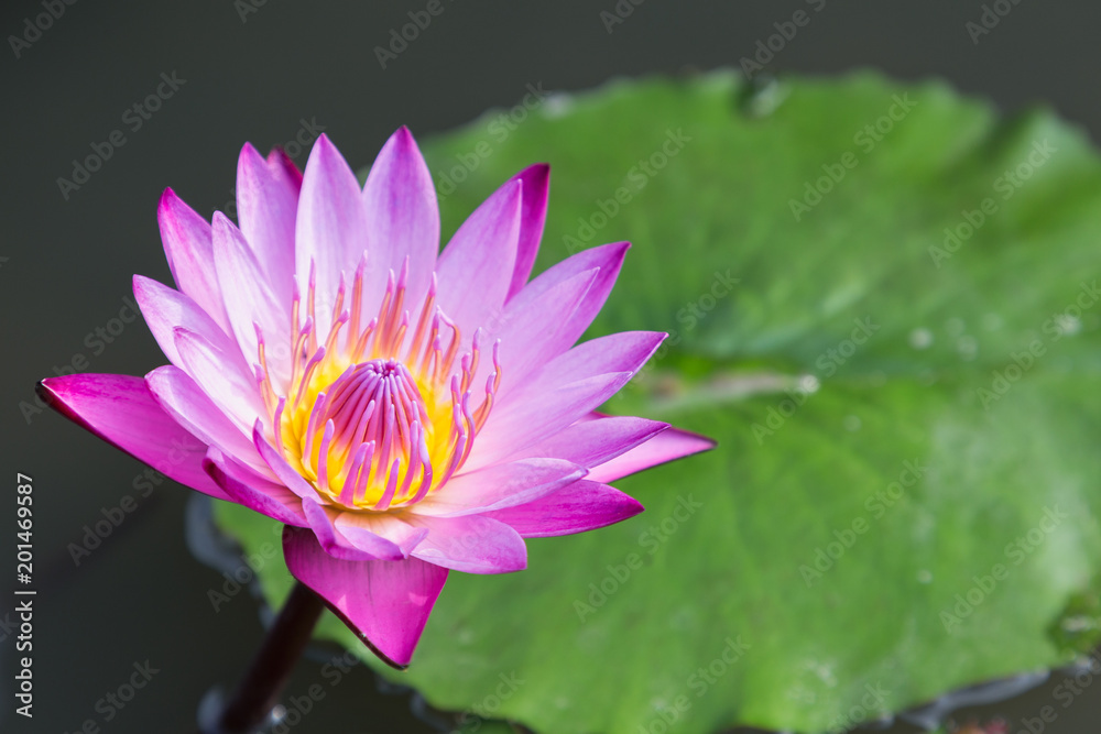 Lotus flower or water lily flower blooming with green leaves background in the pond at sunny summer or spring day. Lotus flower or water lily flower blooming with green leaves background in the pond at sunny summer or spring day.