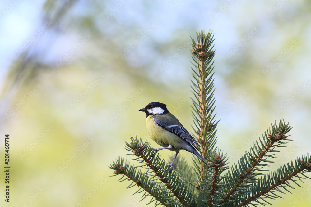 Fototapeta premium Tit on the top of the spruce on blurred background