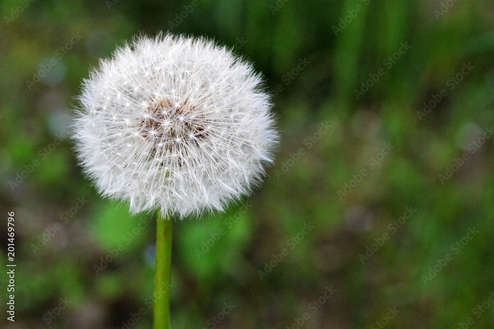 Beautiful dandelion with refelective background Beautiful dandelion with refelective background
