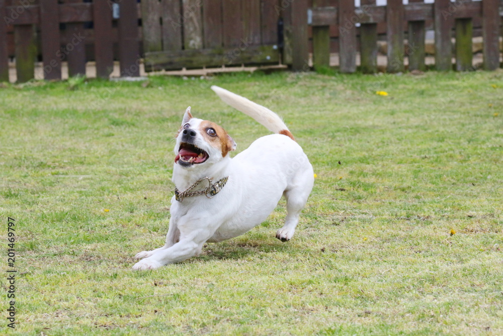 Obraz premium ジャックラッセルテリア