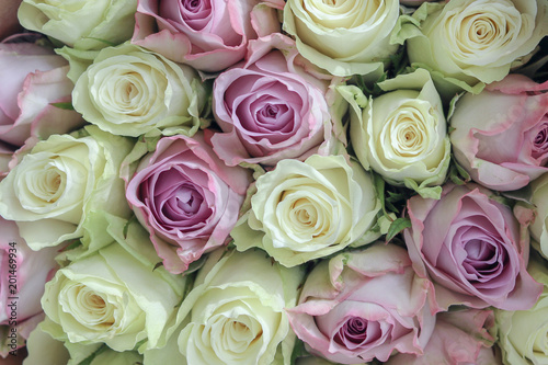 Bouquet of beautiful white and pink roses  close-up  top view. Roses background.