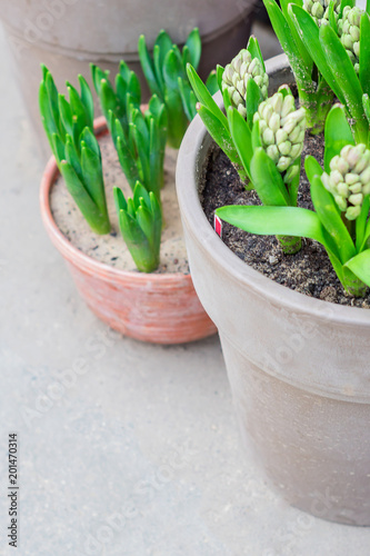 potted hyacinths standing on floor in the garden. Copy space  selectife focus