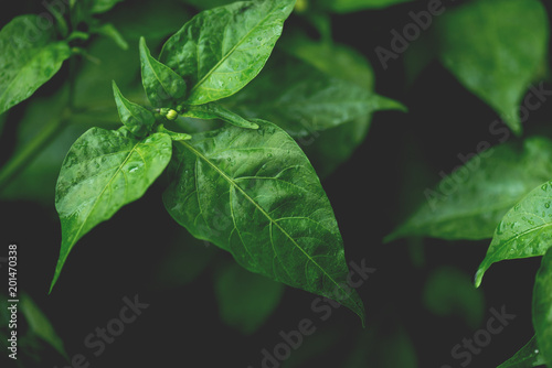 abstract water drop on leaf © chachamp