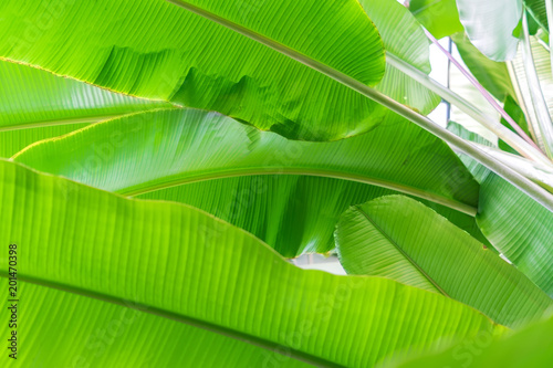 banana palm leaves background, bottom view