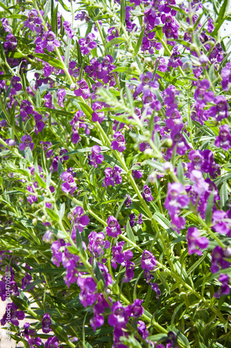 Purple Flowers In Sunlight #!