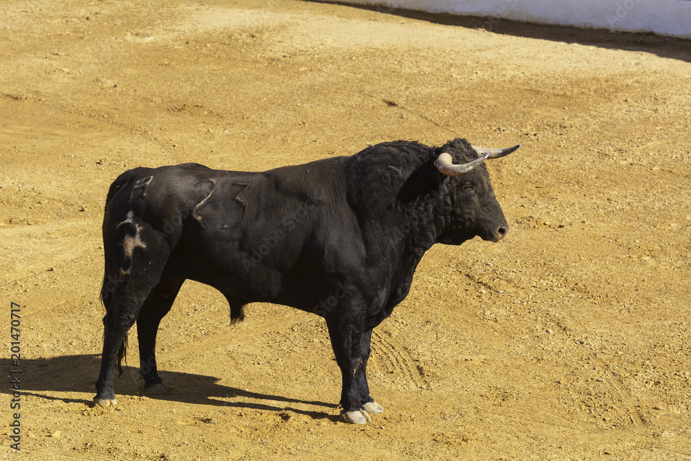 Toro de lidia en la arena de una plaza de toros. España Toro de lidia en la arena de una plaza de toros. España
