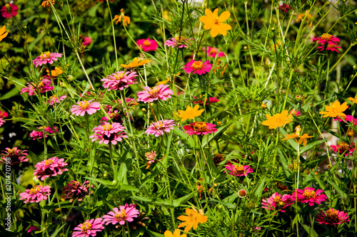 Marigold Flowers In Sunlight #1