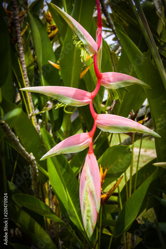 Pink Bird Of Paradise Flower #1