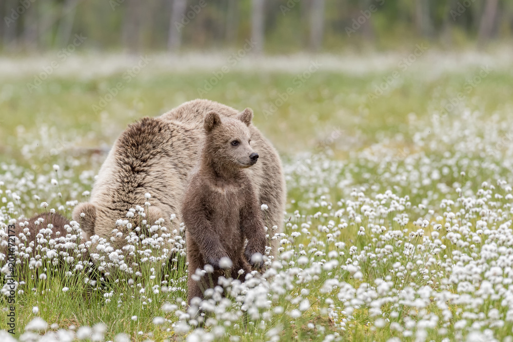 Fototapeta premium Brown Bear cub standing in the middle of the cotton grass in a Finnish bog
