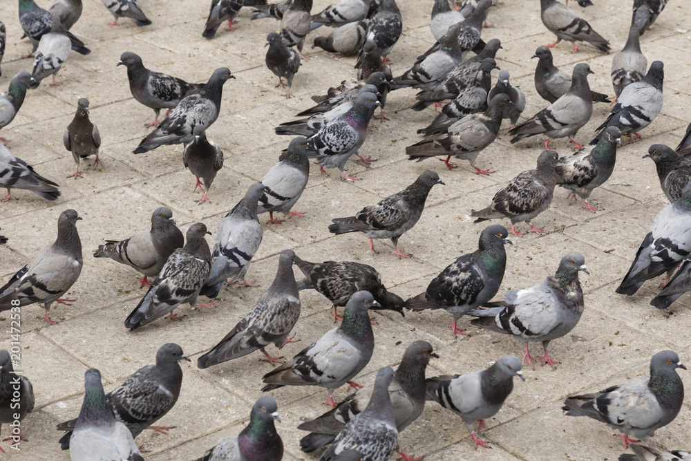 Many pigeons are standing on the ground waiting to be fed Many pigeons are standing on the ground waiting to be fed