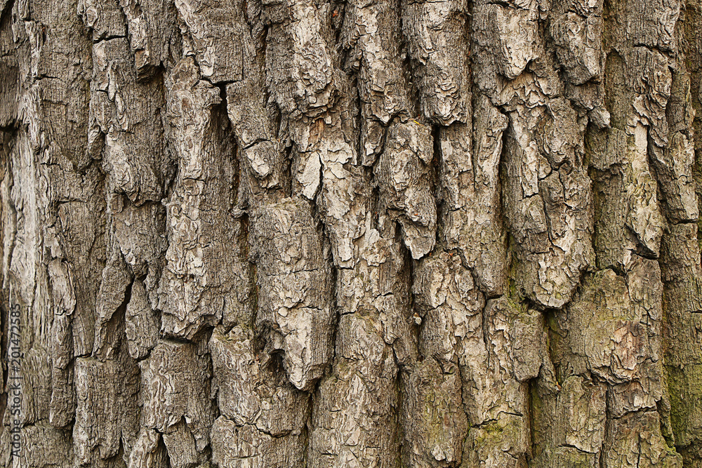 Wooden texture. Fragment of tree trunk with bark Wooden texture. Fragment of tree trunk with bark