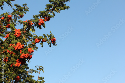 Cuadro en lienzo Rowan tree branch with berries against the blue sky