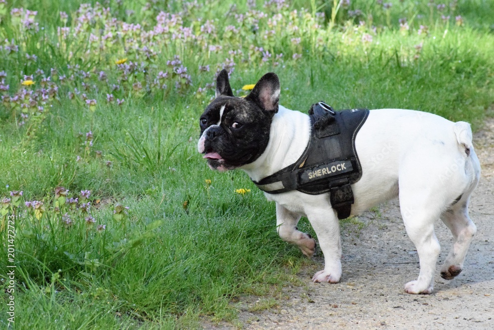 Bouledogue francais dans un parc