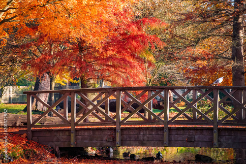 Wooden bridge in bushy park with autumn scene in  London photo