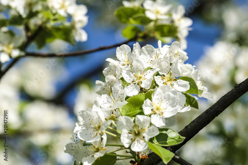 Closeup of appel blossom