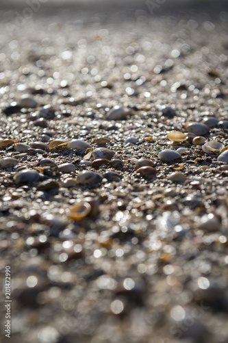 Close-up abstract shallow view of shell and sandy beach.