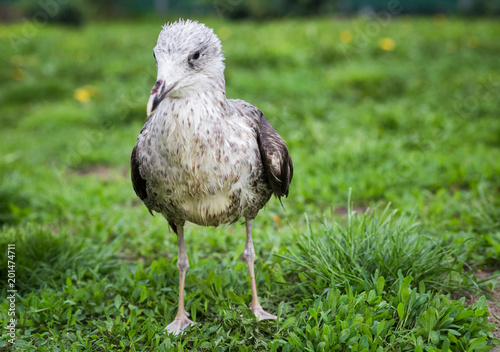 Heuglin  seagull in the grass
 photo