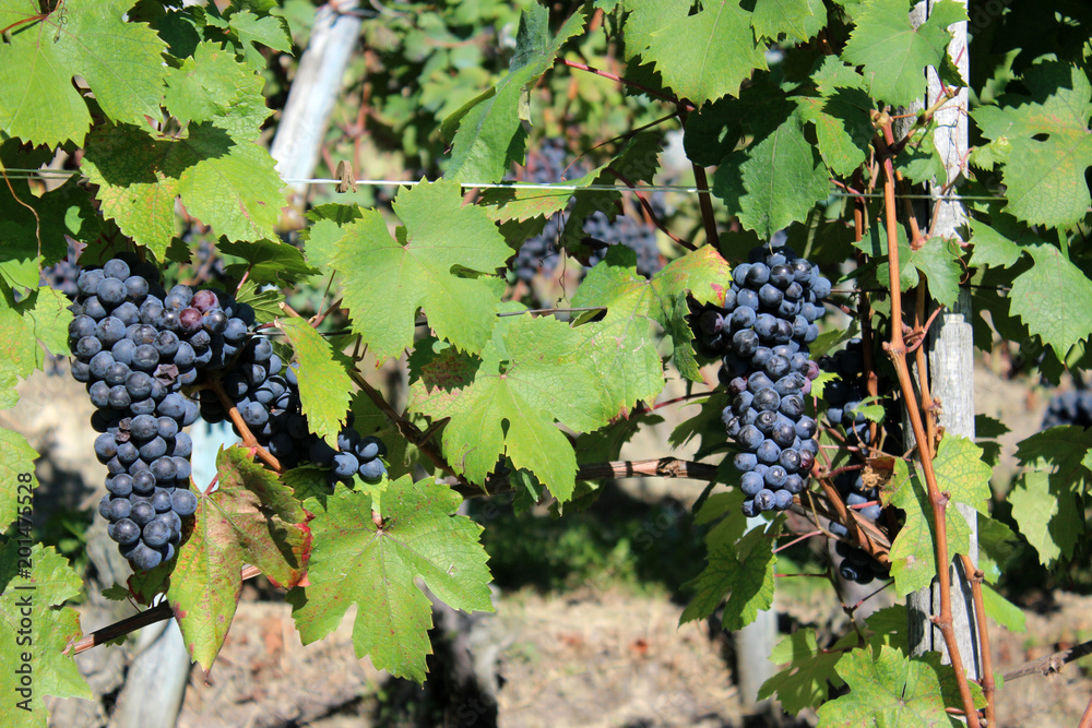 grapes in Belvedere