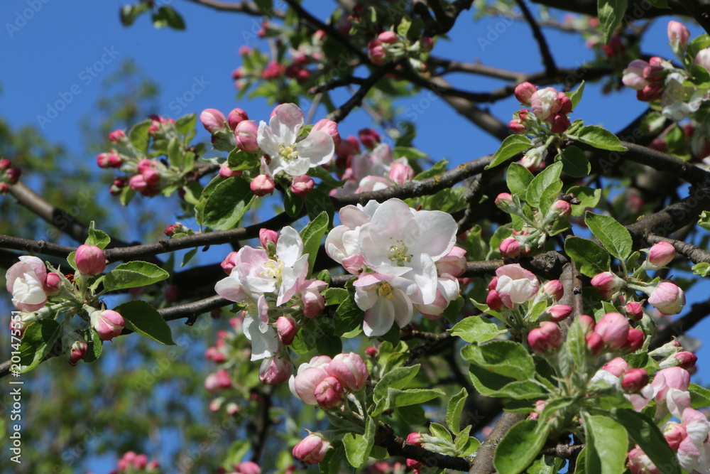 Apple trees in Bloom, Apfelbäume in Blüte Apple trees in Bloom, Apfelbäume in Blüte