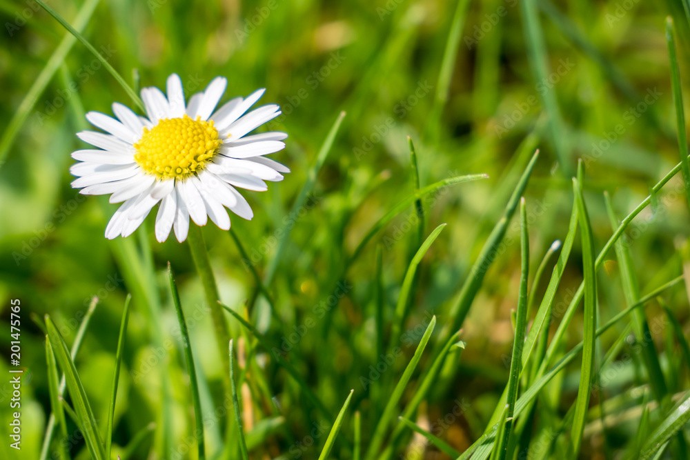 Gänseblümchen auf einer Frühlingswiese Gänseblümchen auf einer Frühlingswiese