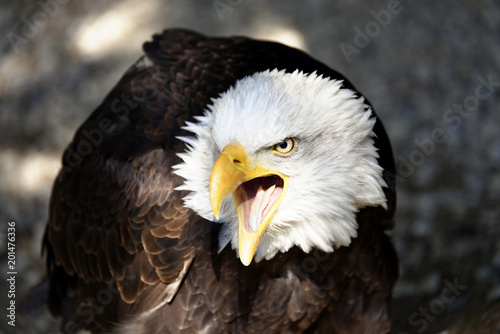 Wei  kopfseeadler  Haliaeetus leucocephalus   Vorkommen in Nordamerika  captive  Deutschland  Europa