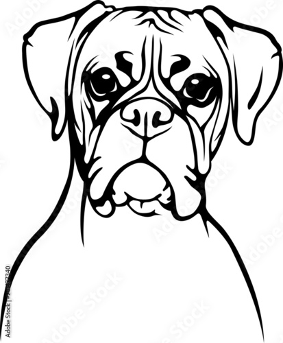 Boxer - Molosser