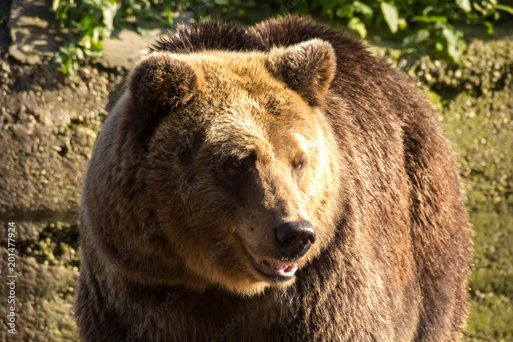 Huge brown bear close-up