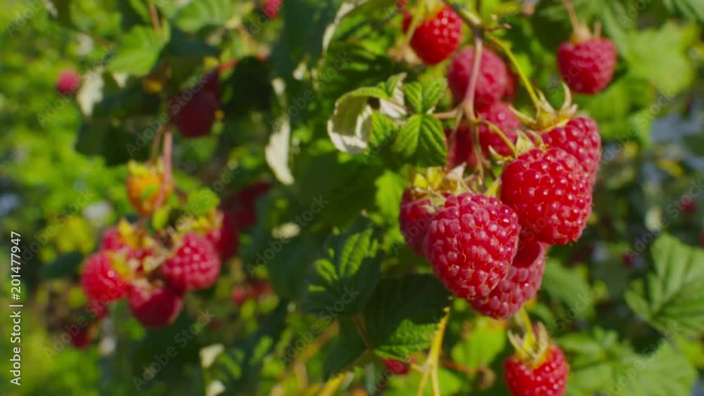 Panorama of ripe raspberry bush, sunny summer day Panorama of ripe raspberry bush, sunny summer day