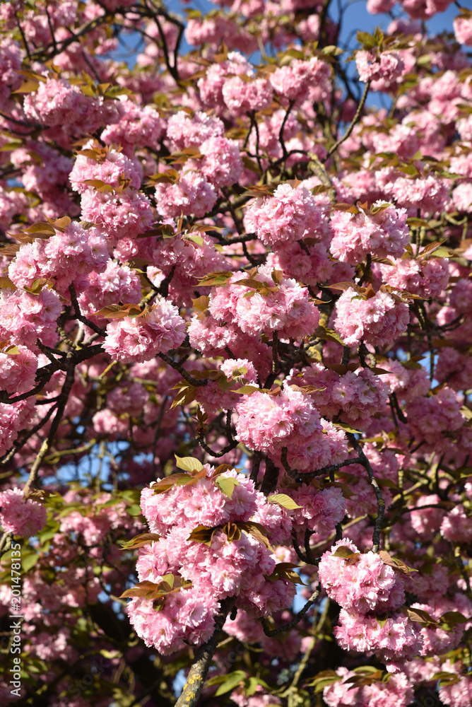 Cerisier du Japon en fleurs au printemps Cerisier du Japon en fleurs au printemps