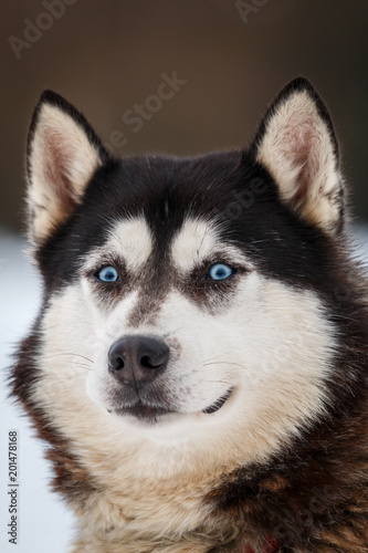 Schlittenhunde Rennen im kalten Winter  Husky_005