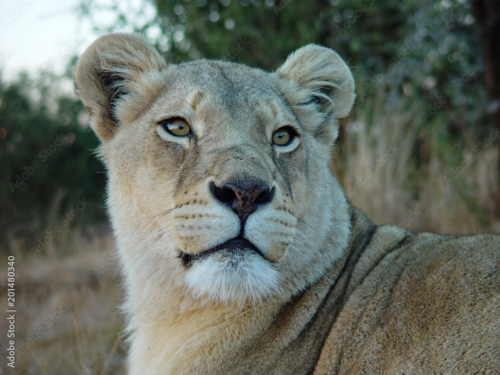 Naklejka premium Löwin