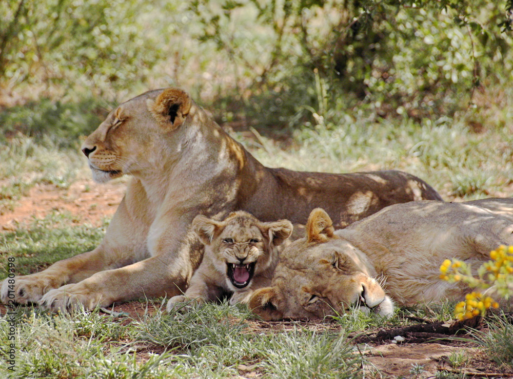 Fototapeta premium Löwen Gruppe