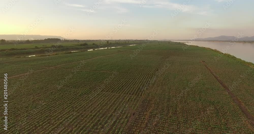 Aerial view of tobacco plantation grown on the Khong riverside land in countryside of THAILAND Aerial view of tobacco plantation grown on the Khong riverside land in countryside of THAILAND