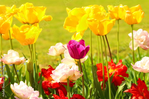 Colorful tulips in Botanical garden, Zagreb, Croatia