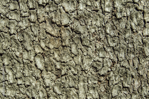 corteza de árbol Fondo con la corteza rugosa de un árbol 