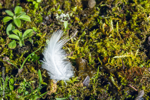 White feather of a small bird fallen on the ground covered with moss in early Spring - wildlife nature background