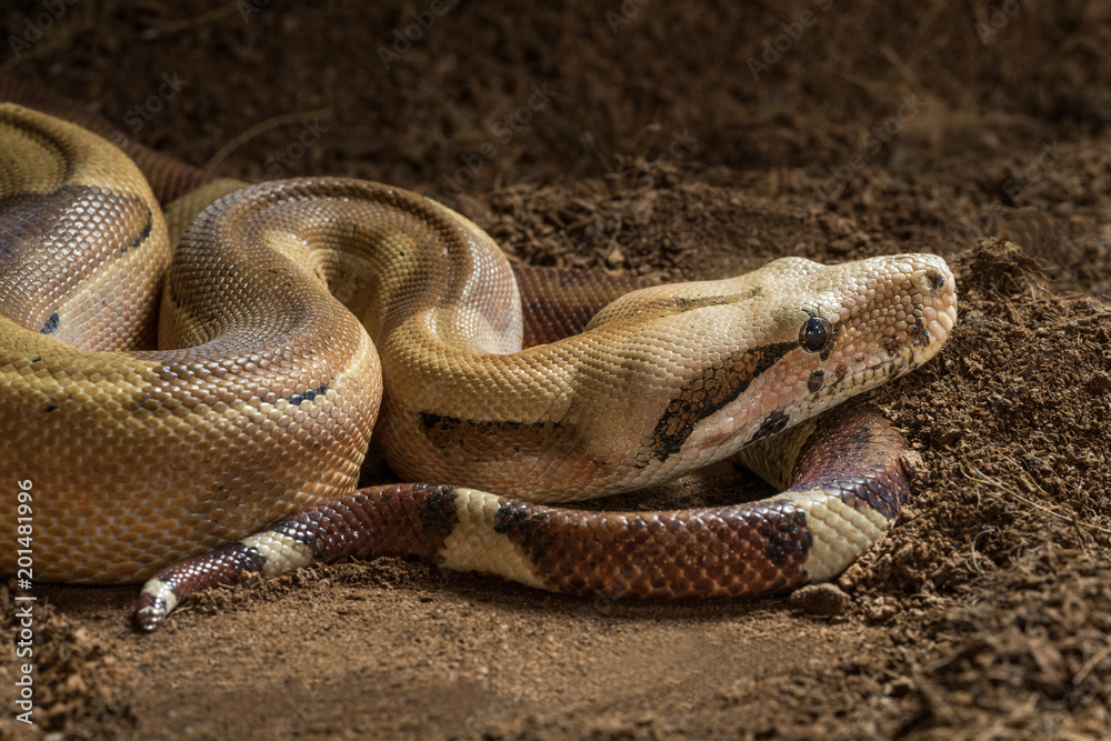 Obraz premium Boa constrictor imperator - Male. Mutational form Hypo Jungle. Albino