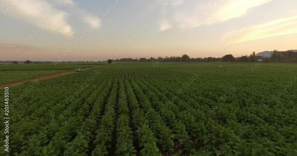 Aerial view of tobacco plantation grown on the Khong riverside land in countryside of THAILAND Aerial view of tobacco plantation grown on the Khong riverside land in countryside of THAILAND