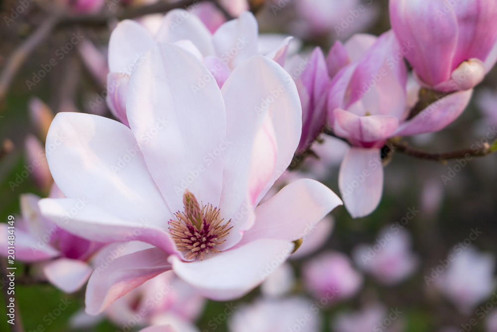 Obraz premium Magnolia flower blooming.