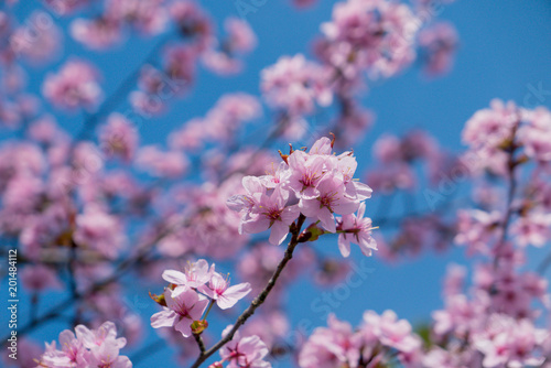 Cherry tree blossoming.