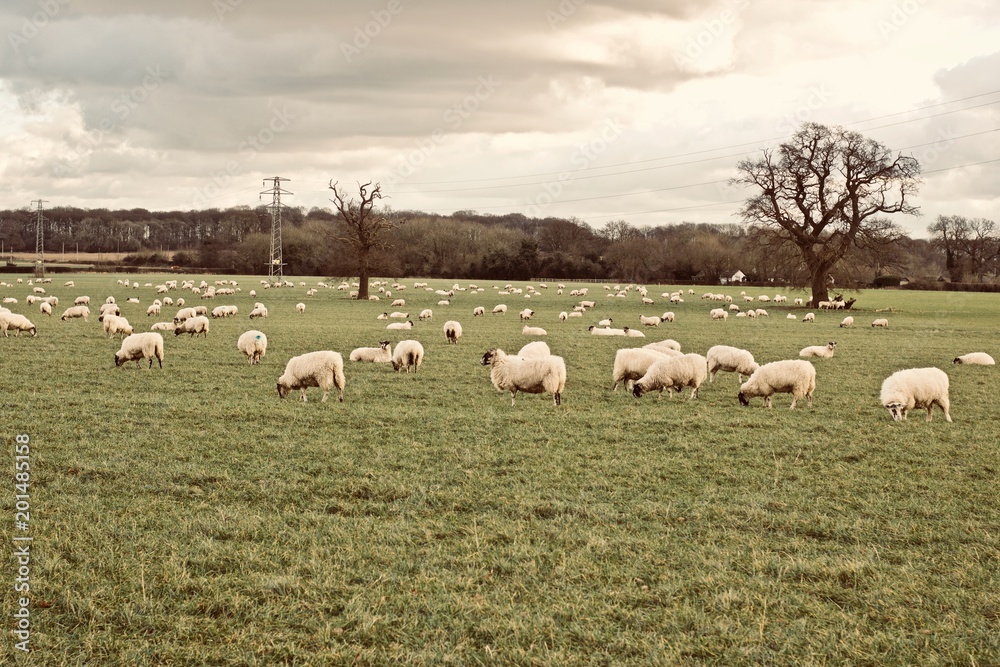 Sheeps on the farm