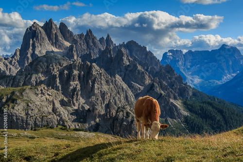Kuh, Kühe auf einer Hochalm in den Dolomiten, Italien_003